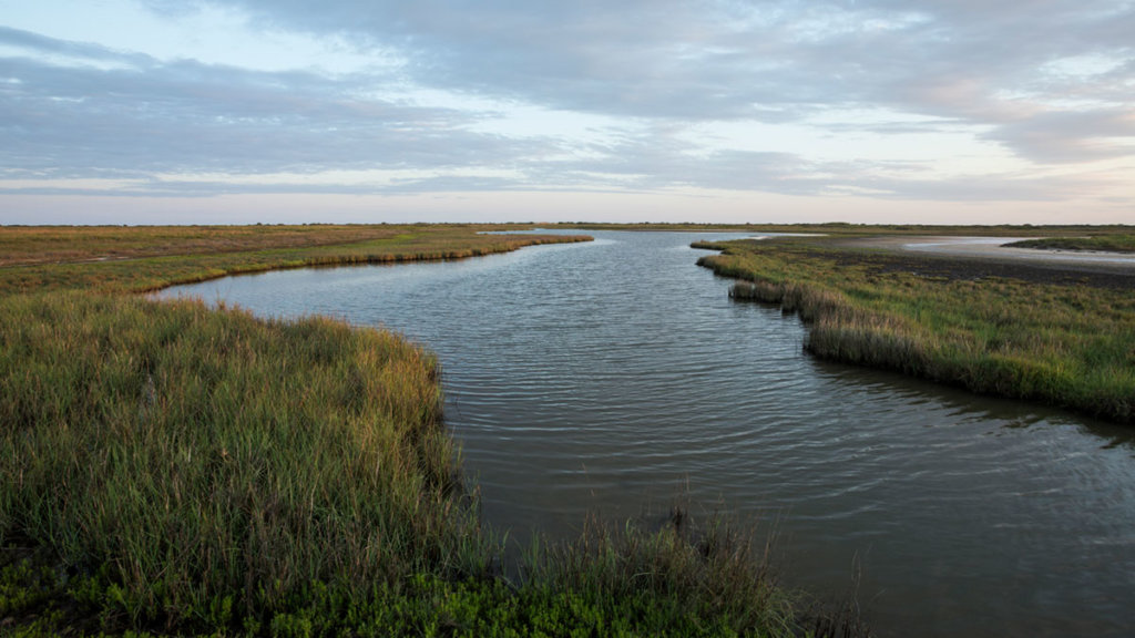Gulf Coast Wetlands