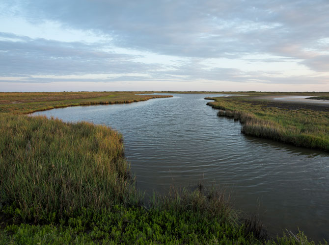 Gulf Coast Wetlands 2